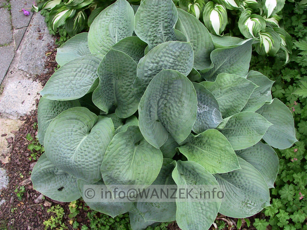 Hosta Hybride Perry's True Blue 06.jpg